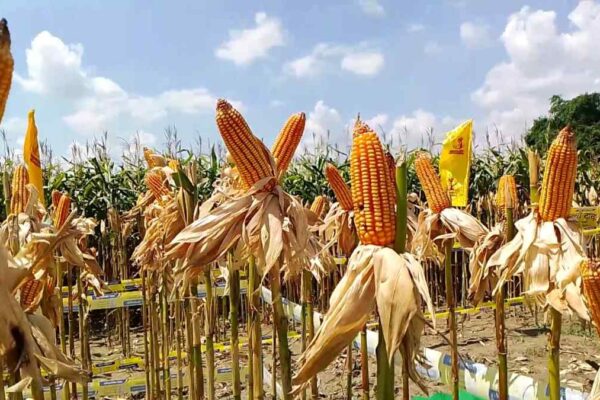 दिघरी पंचायत में गजेंद्र यादव की मक्के की फसल का दृश्य।